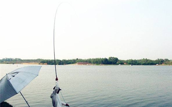 为什么鲤鱼一直跳也钓不上来,鲤鱼只吃窝料不吃钩的原因