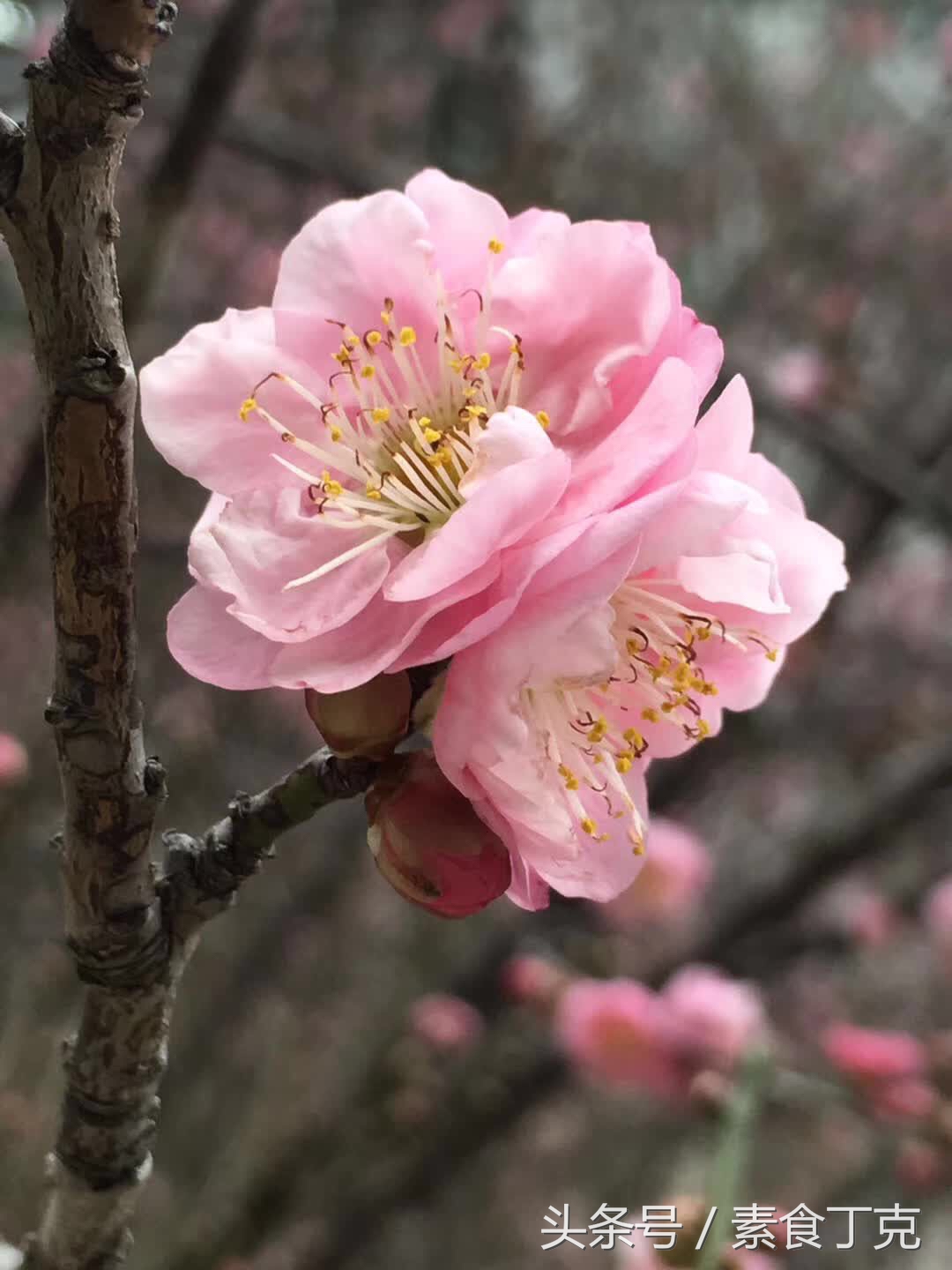 正确按摩乳房硬块的方法,乳房按摩对乳房的危害