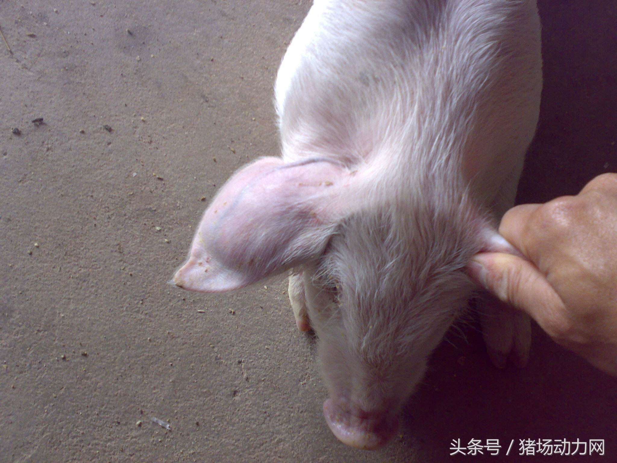 怀孕母猪后腿肿怎么治,母猪产后小猪瘸腿是怎么回事