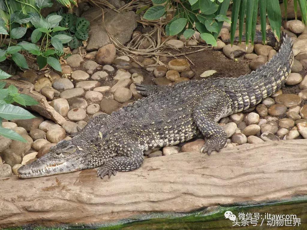 扬子鳄被称为古老的爬行动物,新生代爬行动物巨鳄