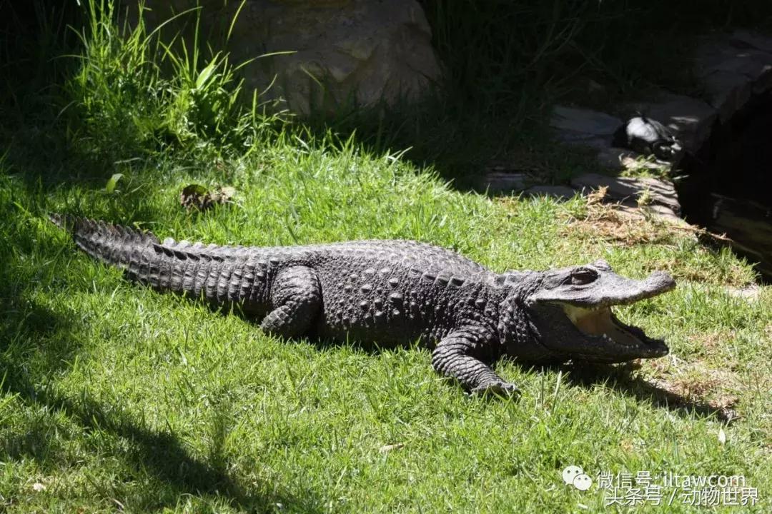 扬子鳄被称为古老的爬行动物,新生代爬行动物巨鳄