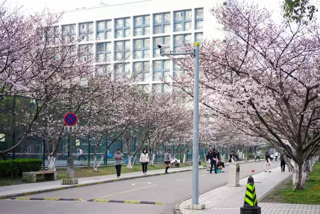 不用去日本不用去武汉就能看樱花,不用去日本也可以看到的风景