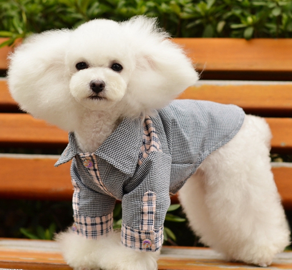 这几种汪星人又小又萌，哪一个是你的心头最爱