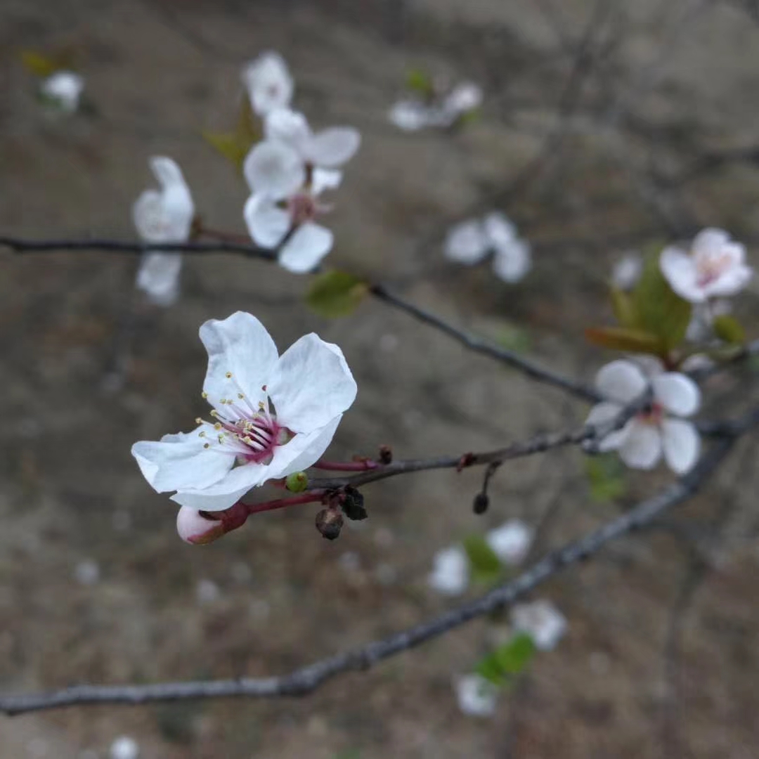 户口本上出生日期和实际上不一样,户籍出生日期和出生证明日期不符