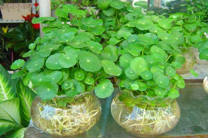 风水植物最好养哪几种,财源滚滚植物和摆件