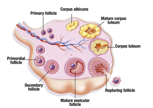 怀孕初期左侧卵巢囊肿是什么意思,卵巢囊肿是先怀孕还是先手术