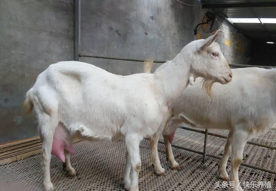 肉羊的养殖技术与防疫知识,养殖羊防疫的正确方法