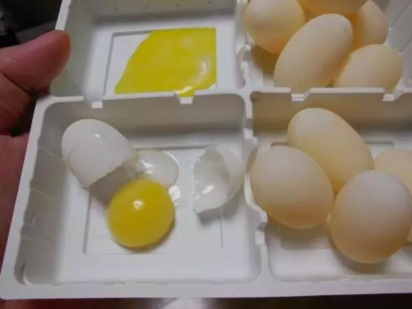 养宠物龟下蛋怎么处理好,母龟下蛋后怎么处理蛋