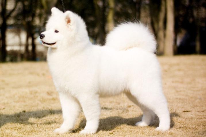 最受欢迎的狗狗十大排名,最受喜爱的狗狗排名