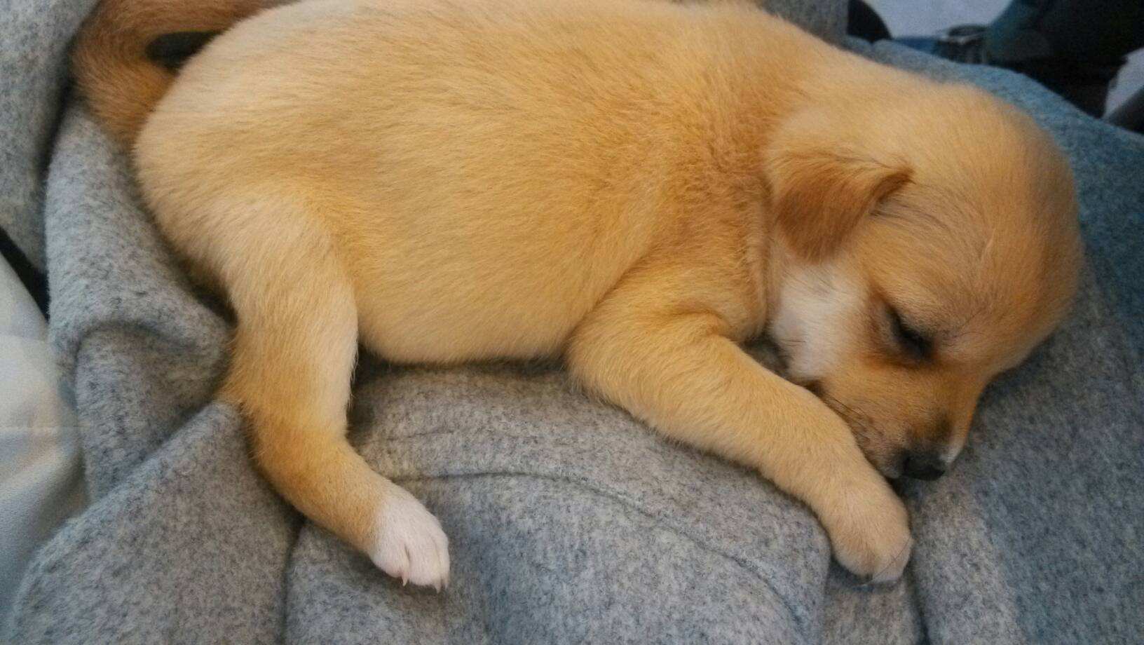 最受欢迎的前十种狗狗,最受欢迎的10种狗狗排行榜