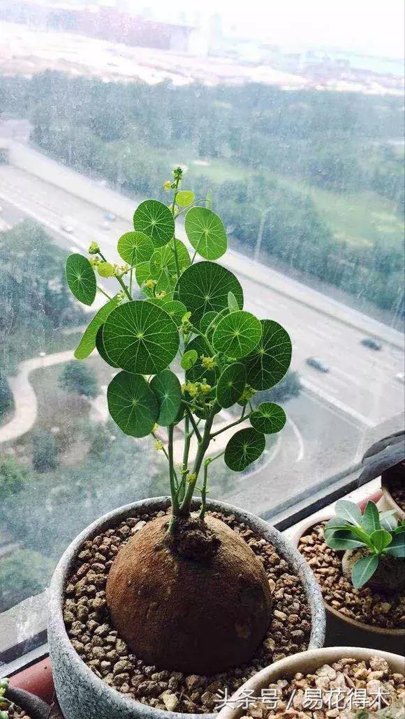 绿植山乌龟的养护方法有哪些,山乌龟的饲养方法与技巧