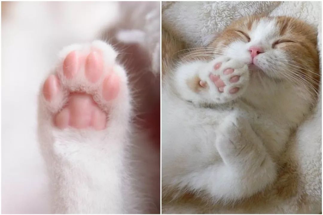 放开我的钱包啊！令猫奴闻风丧胆的种草大会！