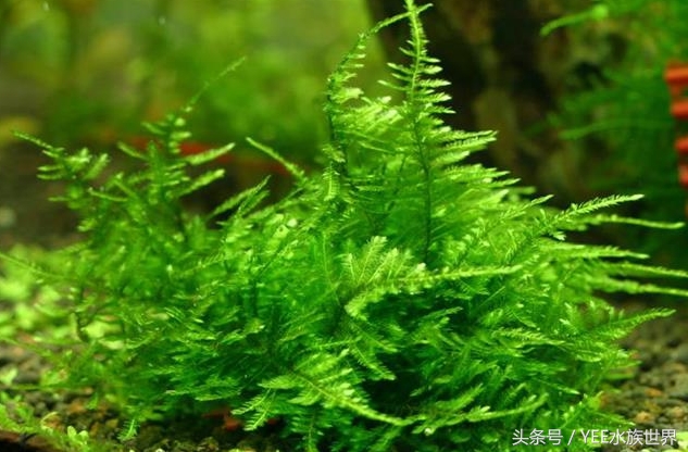 水草腐烂和溶叶,水草烂根发臭