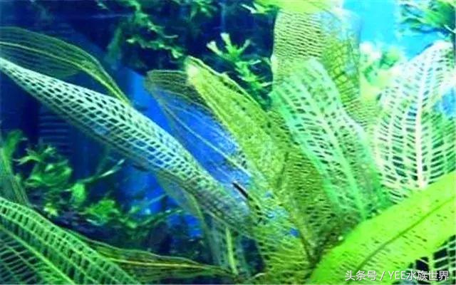 水草腐烂和溶叶,水草烂根发臭