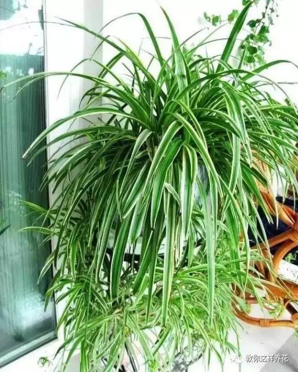 洋葱水可以浇君子兰吊兰绿萝吗,绿萝君子兰怎么养才能长得快