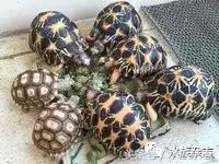 长寿陆龟在哪里,最长寿的缅甸陆龟