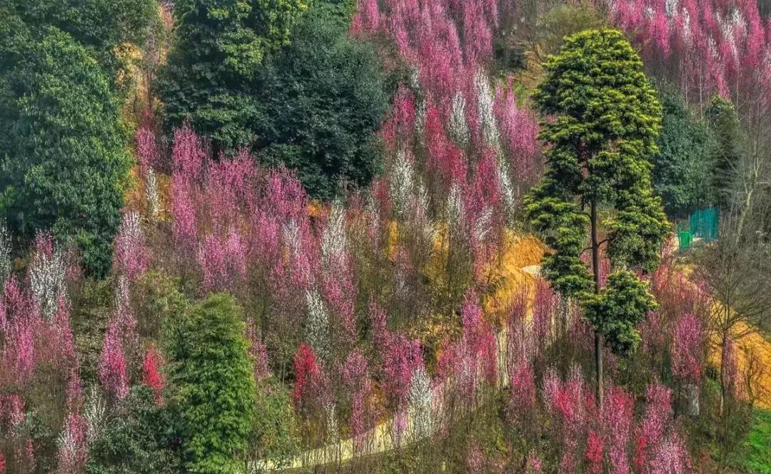 再上5天班，就放小长假！四川哪里*光春**诱人？靠谱实测甩给你