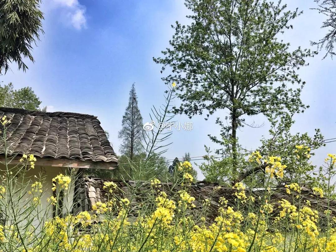 再上5天班，就放小长假！四川哪里*光春**诱人？靠谱实测甩给你