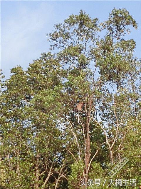 悠哉的沙巴行空气清新重要的是接机仅需1元