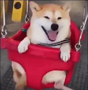 铲屎官需要准备什么东西,成都温江犬证办理流程