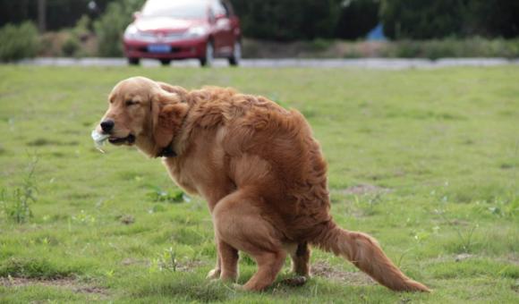 金毛乱拉,金毛狗狗乱拉粑粑怎么教育
