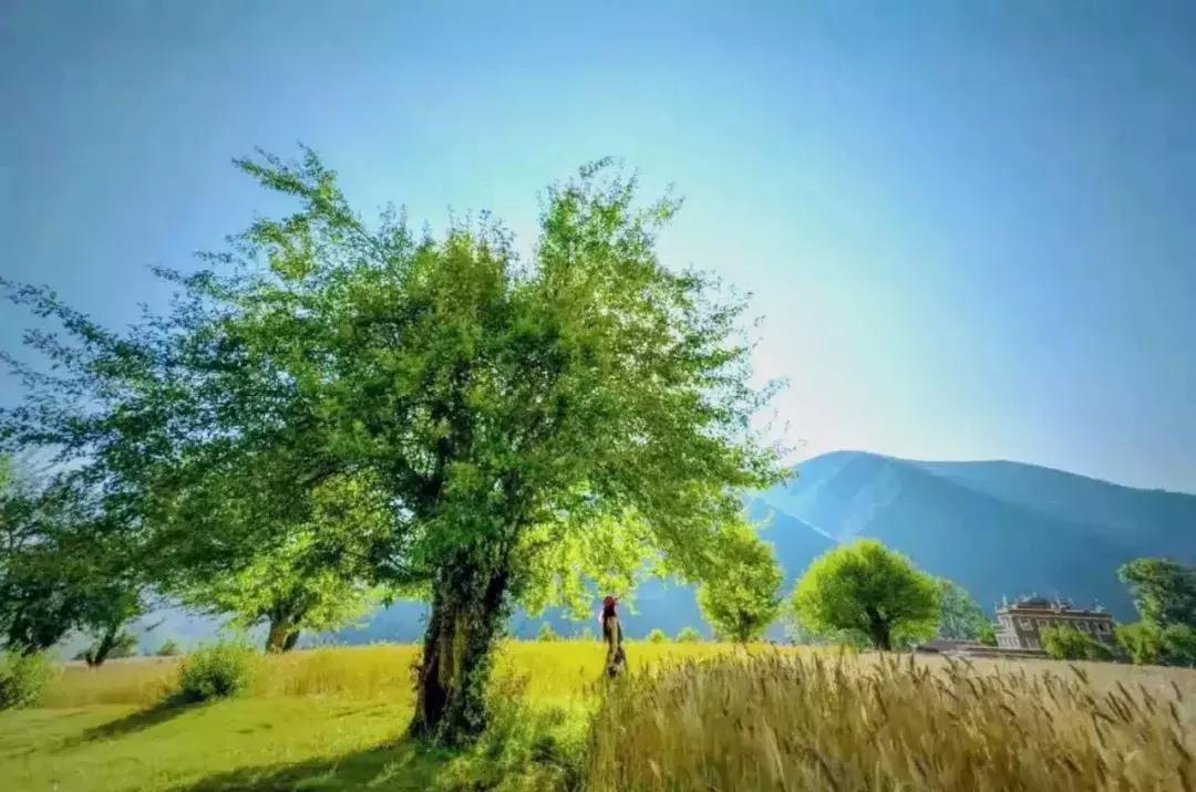 再上5天班，就放小长假！四川哪里*光春**诱人？靠谱实测甩给你