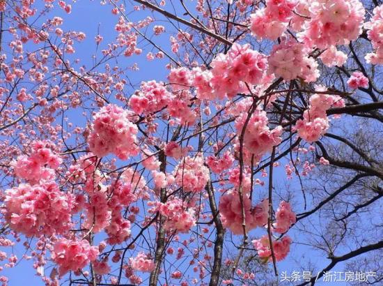 平湖这个城市值得去吗,平湖这几年发展得怎么样