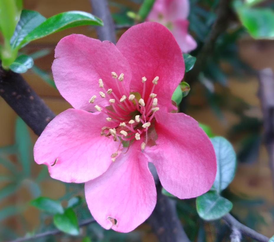 899元就可以购买这么酷炫的神器荣耀畅玩7C全面屏和人脸解锁