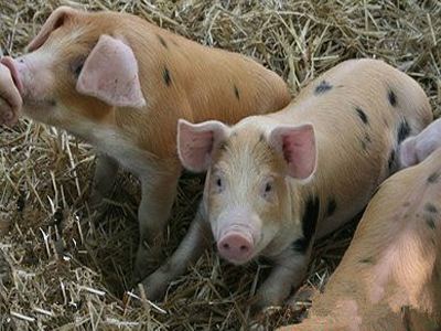 猪疾病的诊断和治疗,猪关节风湿怎么治