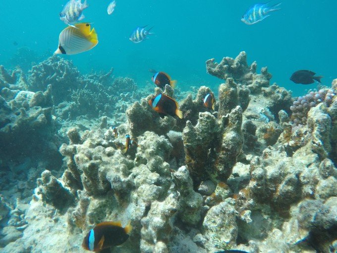 很少人知道的海岛国家！帕劳