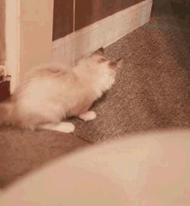 自从养了猫咪后家里开始不顺,自从养了猫家里就有了老鼠