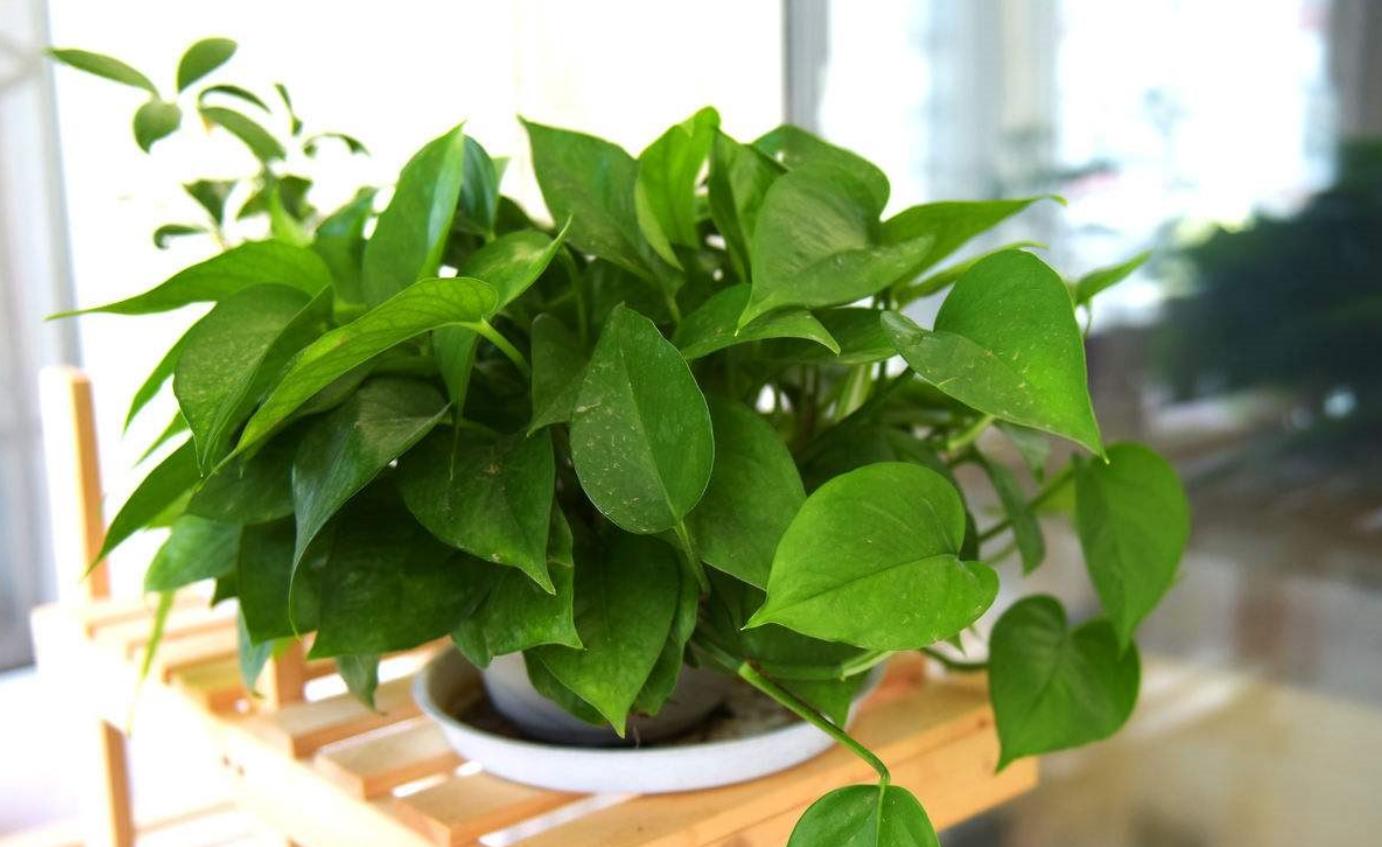 绿萝叶子发黄怎么快速让它变绿,绿萝的叶子发黄是因为什么原因呢