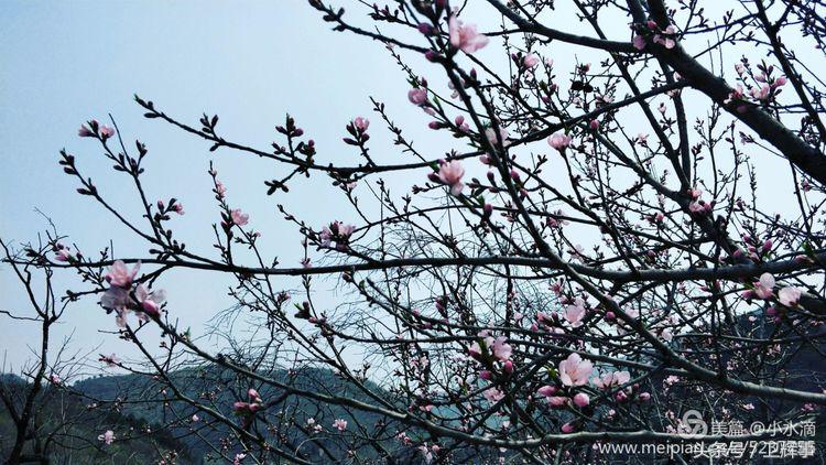 卫辉鲤鱼村道路两侧的千娇百媚……