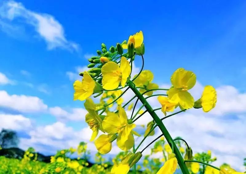 潼南赏花攻略全集,重庆赏花好去处潼南花岩梨花海