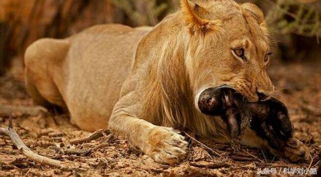 平头哥发怒起来很无敌,平头哥被激怒