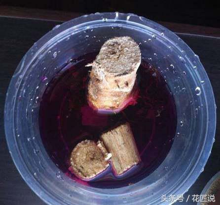 多菌灵给烂根发财树浸泡消毒配比,烂根的发财树怎样快速生根