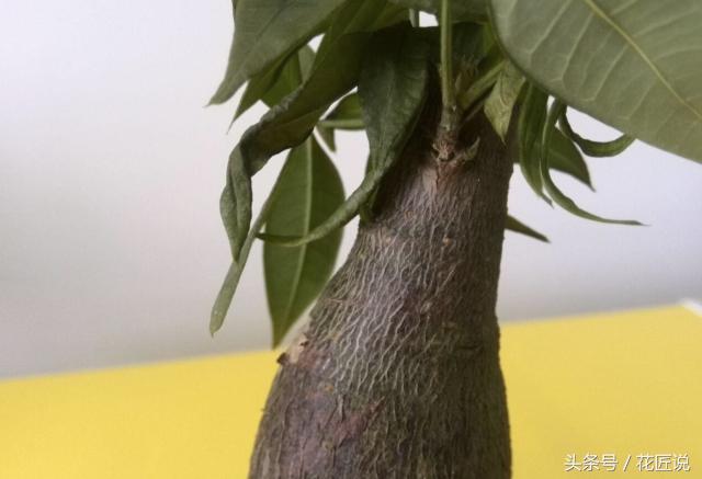 多菌灵给烂根发财树浸泡消毒配比,烂根的发财树怎样快速生根