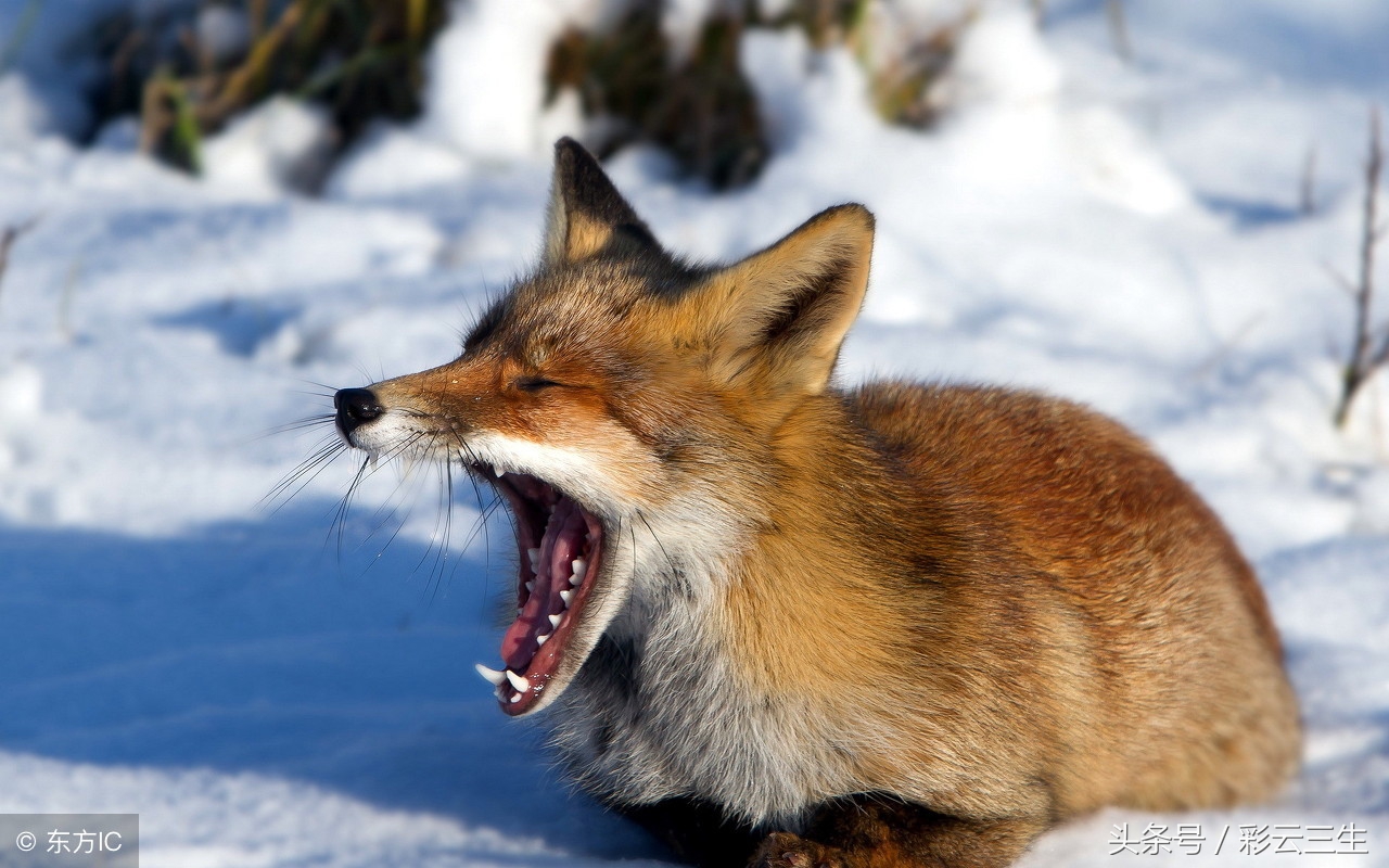 狐狸妊娠期如何饲养,狐狸妊娠期注意事项