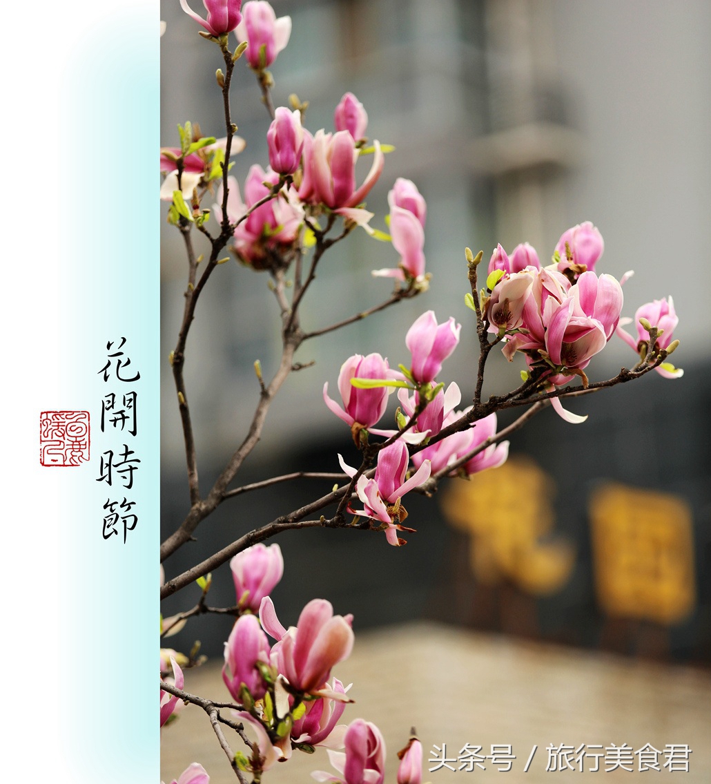 西安最美花路,西安哪条街花好看