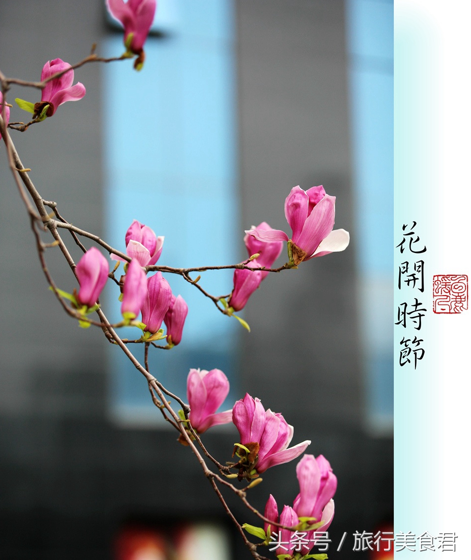 西安最美花路,西安哪条街花好看