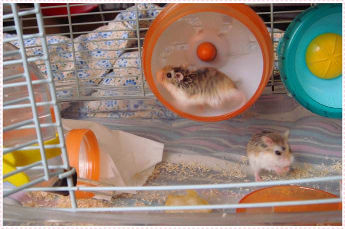 仓鼠可爱瞬间把人萌得要命,仓鼠萌到可以多可爱