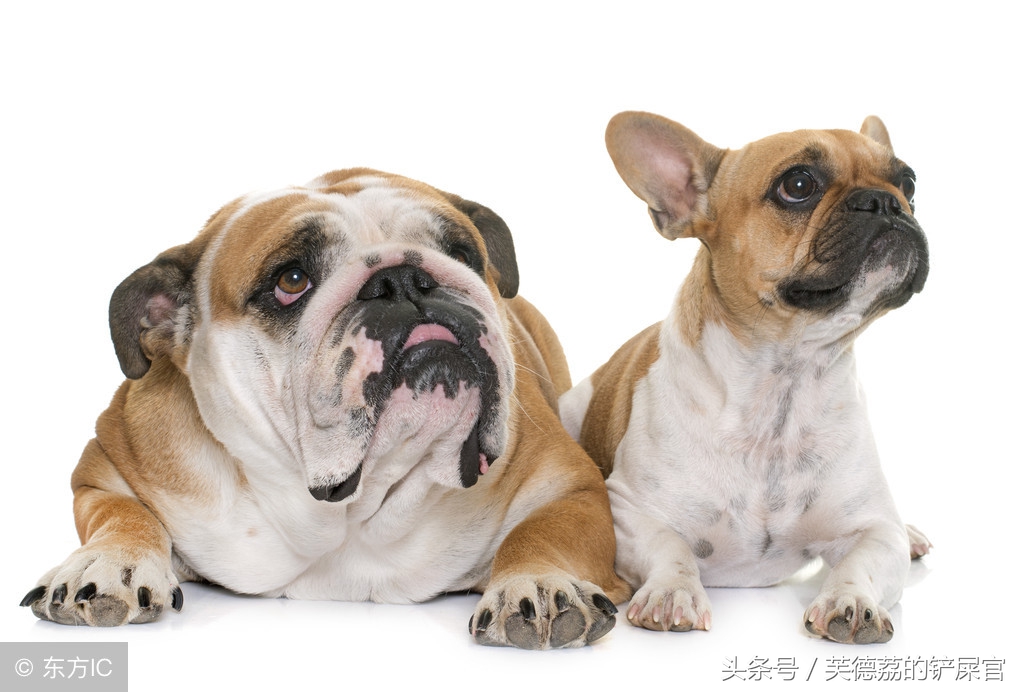 英牛为什么不建议养,为什么不建议养英牛