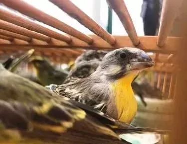 去香港过海关被没收东西,在香港带东西回来被抓