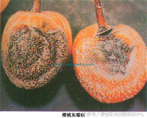 樱桃斑点落叶病害,樱桃灰霉病果实图片