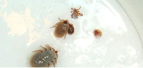 金毛不吃不喝是什么病,金毛细小病在家怎么治疗