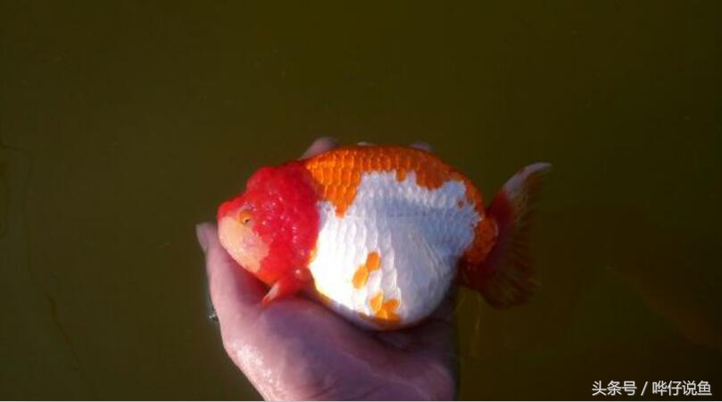 金鱼为啥养一年多死了,金鱼为什么活的时间很少