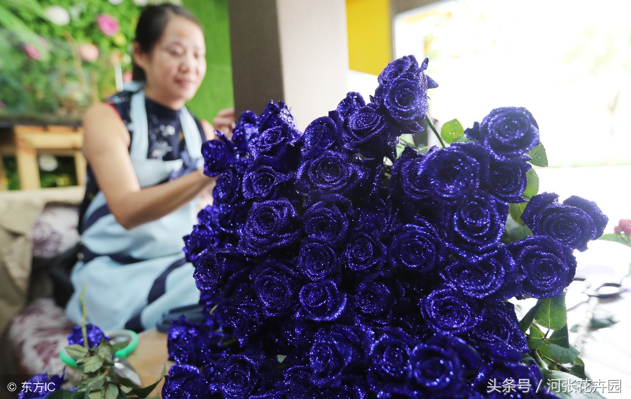 蓝玫瑰和红玫瑰有什么区别,蓝玫瑰蓝色妖姬的花语及含义解析