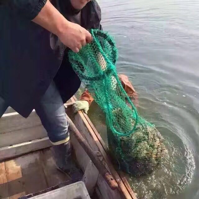 海参真实吗,海参到底是什么东西啊