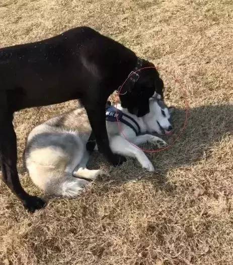 卡斯罗和哈士奇哪个打架厉害,哈士奇遇到卡斯罗