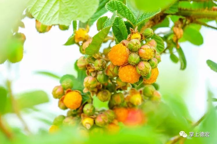 黄泡果熟了,云南特色黄泡